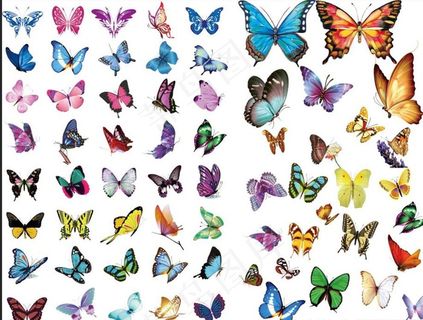 蝴蝶 PSD分层图片