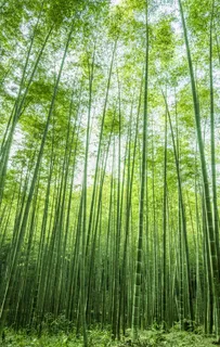 竹子图片 竹子图片