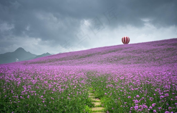 薰衣草花海图片