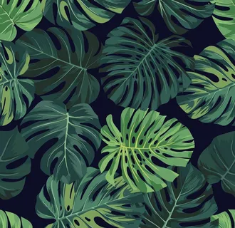 各种龟背叶图片