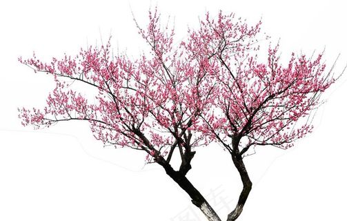 梅花摄影之满堂红图片