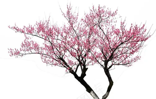 梅花摄影之满堂红图片