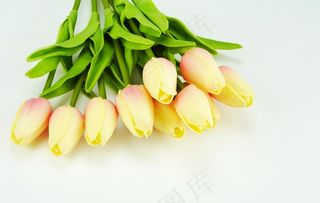 郁金香高清拍摄素材图片