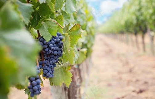 葡萄图片