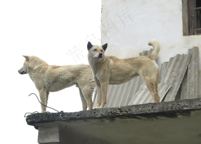 土狗图片