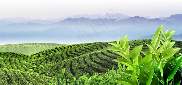 茶山图片