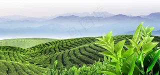 茶山图片