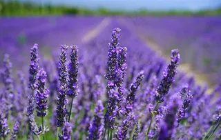 薰衣草图片