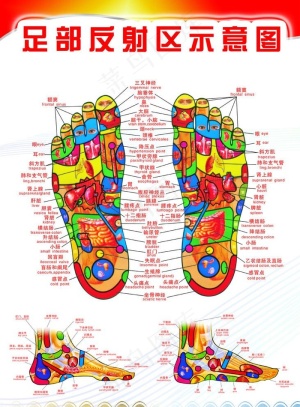 足部反射区示意图图片