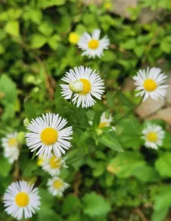 小雏菊图片 小雏菊图片