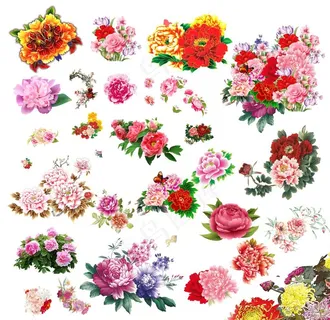 牡丹花图片 牡丹花图片