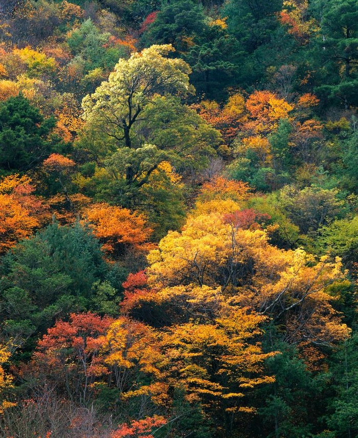 黄绿色的森林图片