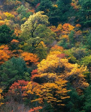 黄绿色的森林图片