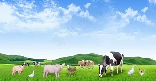 草地上的猪牛羊图片