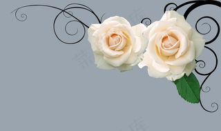 玫瑰花图片