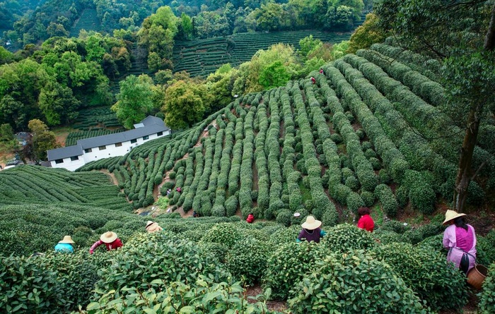 茶叶 采茶 西湖龙井图片