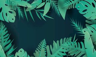 植物 树叶 叶子 热带图片