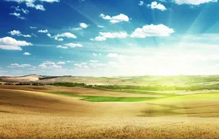 蓝天 白云 金色麦田图片