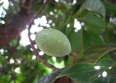 锡兰橄榄果实图片 锡兰橄榄果实图片