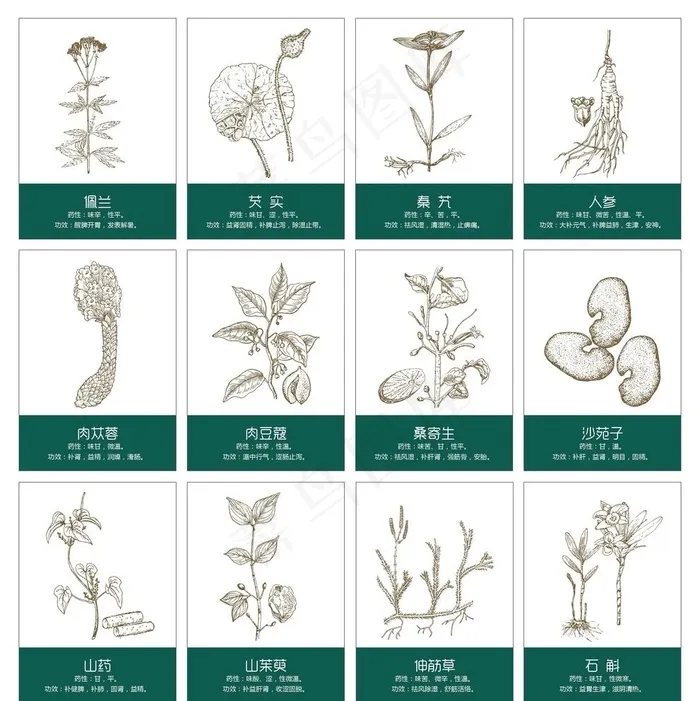 中草药手绘图片ai矢量模版下载