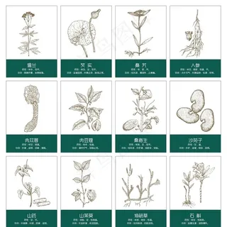 中草药手绘图片
