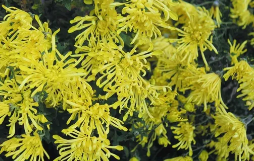 菊花图片 菊花图片
