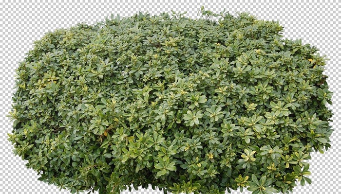 免扣树丛素材图片