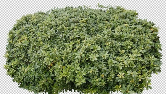 免扣树丛素材图片 免扣树丛素材图片