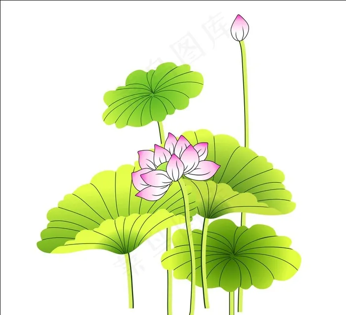 荷花图片cdr矢量模版下载