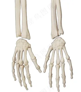 人体骨骼图片
