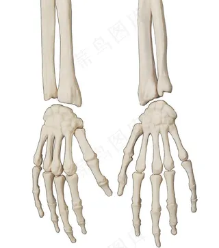 人体骨骼图片