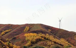 坝上草原白桦榛子林图片