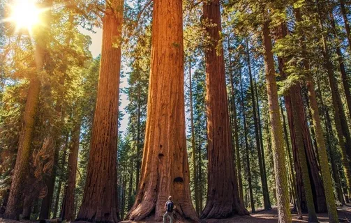 原始森林旅游图片