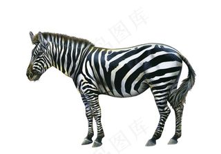 斑马图片