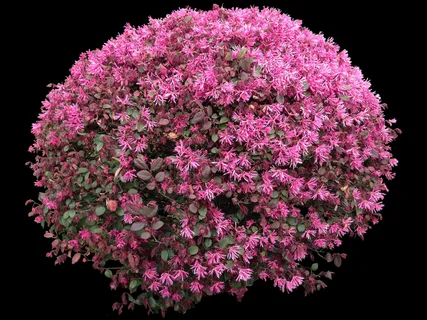 红继木球图片 红继木球图片