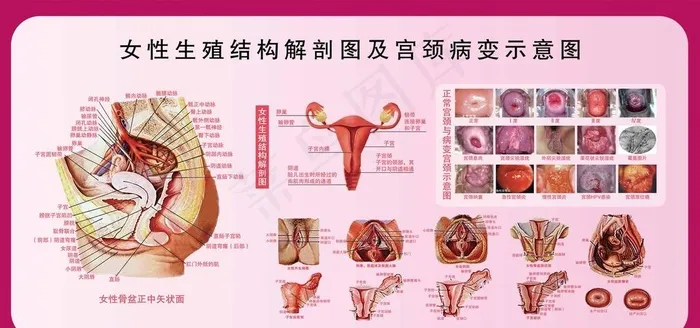 女性生殖解剖图图片