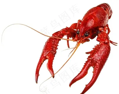 小龙虾图片 小龙虾图片