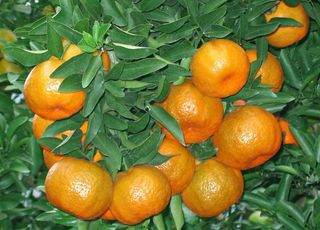 橘子 椪柑图片