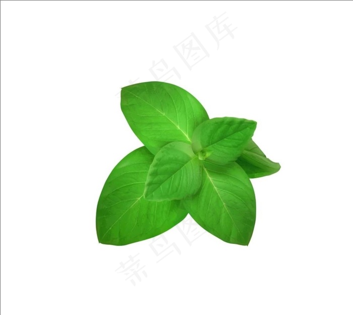 薄荷图片cdr矢量模版下载