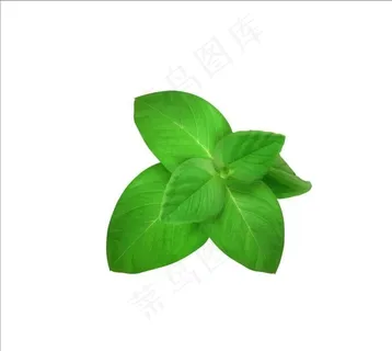 薄荷图片 薄荷图片