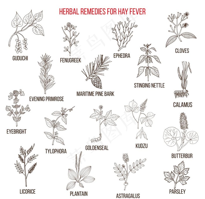 草本植物图片eps,ai矢量模版下载