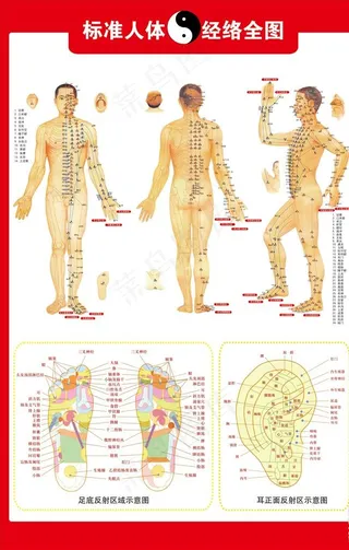 人体穴位图图片