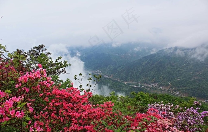 映山红图片
