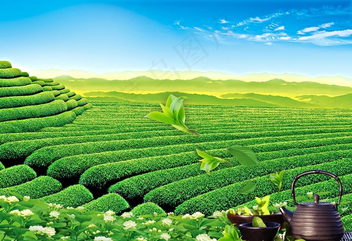 背景 茶叶促销 新茶上市 春天图片