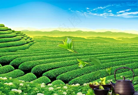 背景 茶叶促销 新茶上市 春天图片 背景 茶叶促销 新茶上市 春天图片