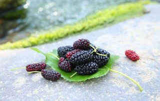 桑葚采摘 桑葚上市 桑甚果图片