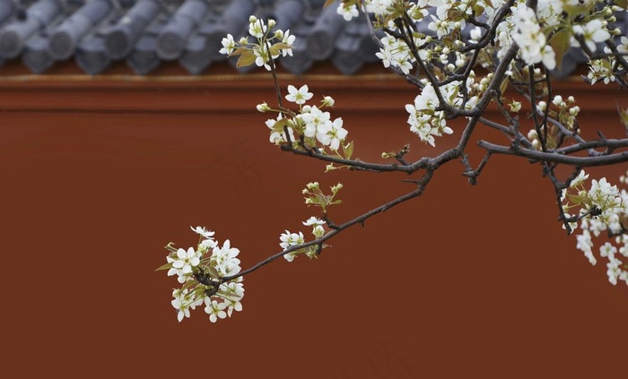 梨花图片