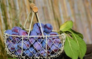 西梅梅子梅干图片