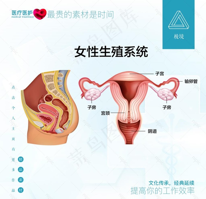 女性生殖系统图片