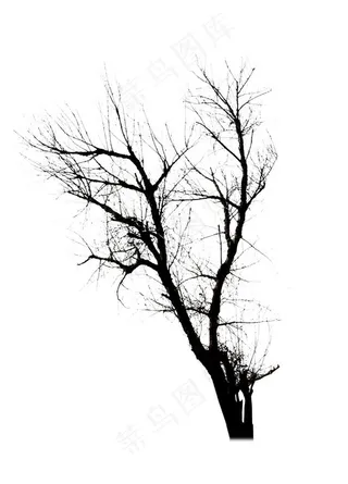 冬树 枯树 造型树 干树 树图片